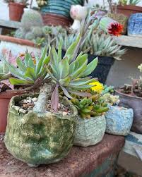 Image result for Kleinia fulgens