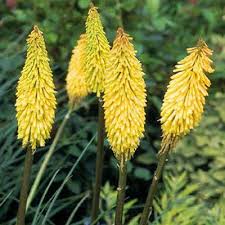 Image result for Kniphofia princeae