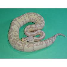 This explains the reasons for the name; Banana Super Pastel Ball Python Hatchling Strictly Reptiles Inc
