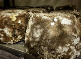 Des Bacteries Des Moisissures Dans Le Fromage