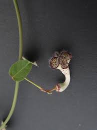 Image result for Ceropegia carnosa