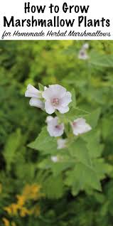 Benefits of marshmallow root some of the most impressive benefits of marshmallow root include its ability to improve the health of the skin, protect the respiratory system, optimize digestion, strengthen the immune system and reduce inflammation, among others. How To Grow Marshmallow Plants Althaea Officinalis