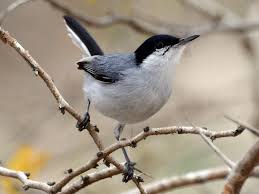 Image result for Pavetta gracillima