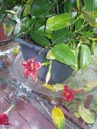 Check spelling or type a new query. What S Wrong With My Dipladenia 193052 Ask Extension