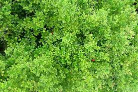 Image result for Motandra paniculata