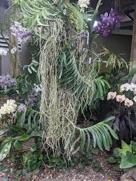 Stimulating interest, providing education, and encouraging the culture of orchids. Scrolldrop Orchids