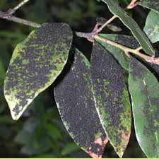 Ultrapassa os 50%, por afetar órgãos vitais como o cérebro e os pulmões. Doencas Nas Plantas Fique A Conhecer As Principais Agricultura E Mar Actual