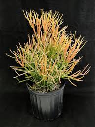 Image result for Euphorbia dawei