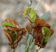 Image result for Ormocarpum