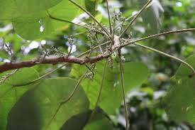 Image result for Macaranga mellifera