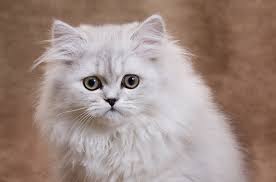 A breeder is not your only option for acquiring an oriental. Persian Cats Thecatsite Articles