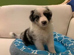 These border collies are available for adoption in south carolina, north carolina and georgia. Voices For Animals Application Closed Beautiful Male Border Collie Puppy For Adoption Breed Border Collie Non Hdb Approved Breed Colour Blue Merle Gender Male Age 6 Weeks Old Will Go Home