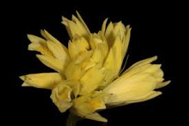 Image result for Eulophia ensata