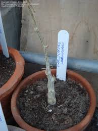 Image result for Corallocarpus welwitschii