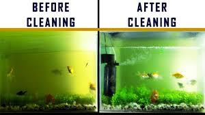 Check spelling or type a new query. How To Diy Easy Fish Tank Filter Cleaning Youtube