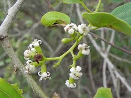 Image result for Cordia dichotoma