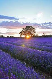Sunset Over Lavender Field 3 Lavender Fields Beautiful Nature Lavender Garden