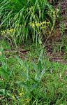 Image result for Senecio latifolius