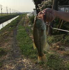 埼玉】渡良瀬旧川でバス釣り！バスのほかにも色々釣れた【釣果報告】 | tsurishitemasuka