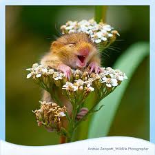 Pic by miles herbert/caters news Cheeky Field Mouse Smiling Animals Cute Animals Happy Animals