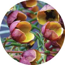 Boronia Absolute Organic Boronia Essential Oil Nature In Bottle