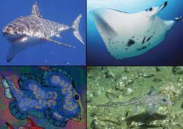 Heart of cartilaginous fish heart of bony fish (b) bony fishes. Chondrichthyes Wikipedia