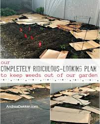 Maybe you would like to learn more about one of these? Our Completely Ridiculous Looking Plan To Keep Weeds Out Of Our Garden Andrea Dekker