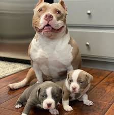 American bullies for sale, xl american bullies for sale, xl bullies for sale, xl pitbulls for sale, xl american bullies, xxl american bullies, pitbulls here at decipher kennels, all of our xl bullies are raised together in a wonderful environment. American Bully Puppies For Sale Home Facebook