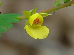 Image result for Chamaecrista grantii