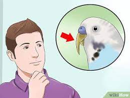 How To Trim A Bird S Beak 9 Steps With Pictures Wikihow
