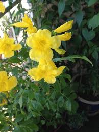 The database is searched for flowers that have all of the characteristics that you selected, so leave the search all option selected for any information that your're not sure of. Yellow Bell Flower Tree Novocom Top