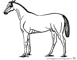 Malvorlagen auf affefreund.com sind nicht nur. Pferdebilder Ausmalen Pferdekopfe Ausmalbilder Babyduda Malbuch