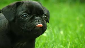 There are 49 aesthetic desktop wallpapers published on this page. Hd Wallpapers For Laptop Dog Vertebrate Dog Breed Canidae Mammal 34094 Wallpaperuse