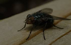Get info on arab termite & pest control. Termite And Pest Control Arab Termite And Pest Control Indianapolis