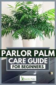 Maybe you would like to learn more about one of these? Parlor Palm Care Guide For Beginners Garden Tabs