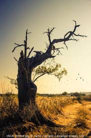 Www Arcangel Com Silhouette Of Old Isolated Olive Tree With Dry Tree Silhouette Olive Tree Painting Tree Photoshop