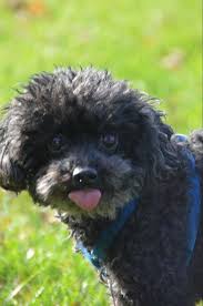 We did not find results for: Teacup Poodle Breed Information Guide 12 Things To Know Your Dog Advisor