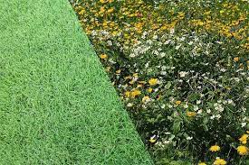 Wie man eine wildblumenwiese anlegt, erfahren sie. Weniger Mahen Naturrasen Oder Blumenwiese Seite