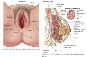 The female reproductive system is comprised of both internal and external reproductive organs that both enable fertilization and support embryonic uterus: The External Genitalia Female Reproductive System