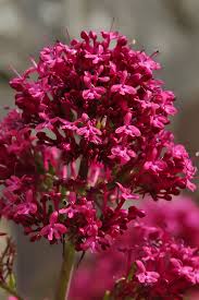 Image result for Centranthus