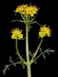 Image result for Sanicula