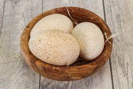 Turkey Eggs 101