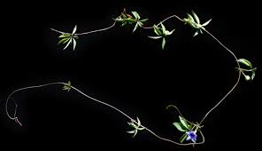 Image result for Ipomoea tenuipes