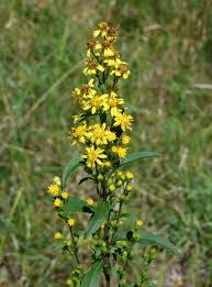 Image result for Solidago
