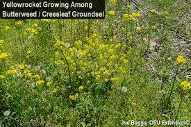 Check spelling or type a new query. Butterweed Cressleaf Groundsel Beauty Is In The Eye Of The Beholder Bygl