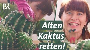 Querbeet Adventskalender