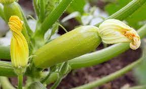 Check spelling or type a new query. Will Too Much Water Cause Zucchini Leaves To Turn Yellow Miss Chen Garden Manage Gfinger Is The Best Garden Manage App