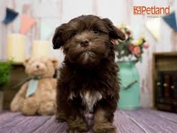 Beautiful hypoallergenic havanese puppies for sale in alabama and will be glad to ship anywhere in the u.s. Petland Florida Has Havanese Puppies For Sale Check Out All Our Available Puppies Havanese Puppy D Havanese Puppies For Sale Puppy Friends Havanese Dogs