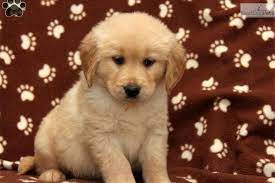 Sometimes, you may find a labrador for free in georgia to a good home. Tilly Golden Lab Goldador Puppy Goldador Dog Puppies