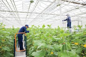 Growing cucumbers in pots are also great. Cucumbers 101 A Production Guide Produce Grower